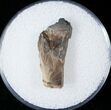 Tyrannosaurid Tooth Fragment - Montana #15204-1